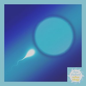 Fertility and Conception Reflexology. sperm